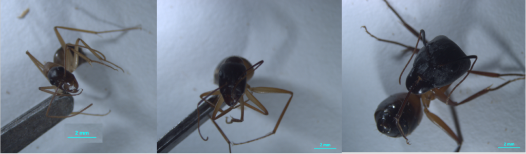 Illustration du polymorphisme de fourmi